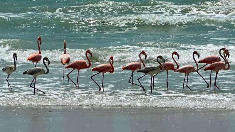 Hurricane Idalia is being credited with delivering a flamingo-palooza to the Eastern United States (Image: Facebook)