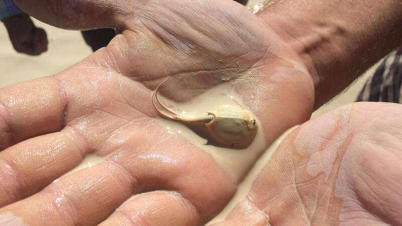 Triops and fairy shrimp eggs can lie dormant in the dry ground for decades (Image: SONICAIDS/Twitter)