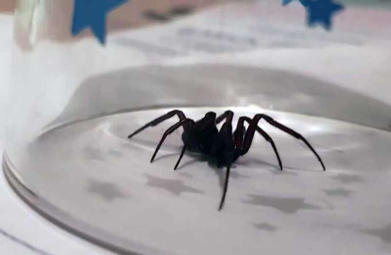 I'm a pest expert - 50p kids toy from B&M will banish deadly spiders from your home