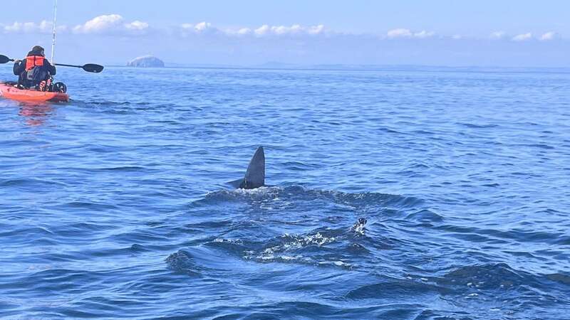 One Brit was out fishing with a pal when he spotted the shark fin (Image: Ally Connell Sr / SWNS)