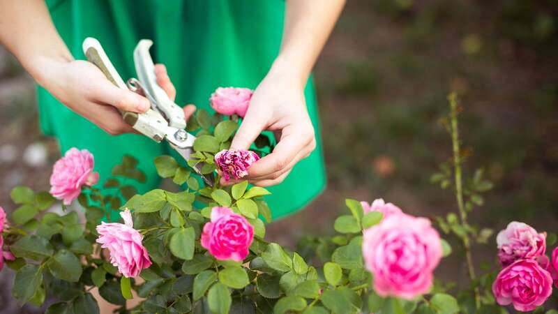 Black spots are most likely to hit gardens in autumn (Image: Getty Images/iStockphoto)