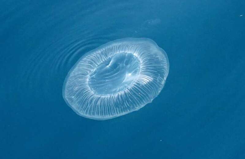 Urgent warning to Brits over invasion of stinging jellyfish in UK waters