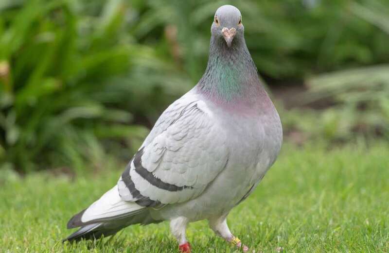 Gardening expert shares cupboard ingredient to keep pigeons out of your garden