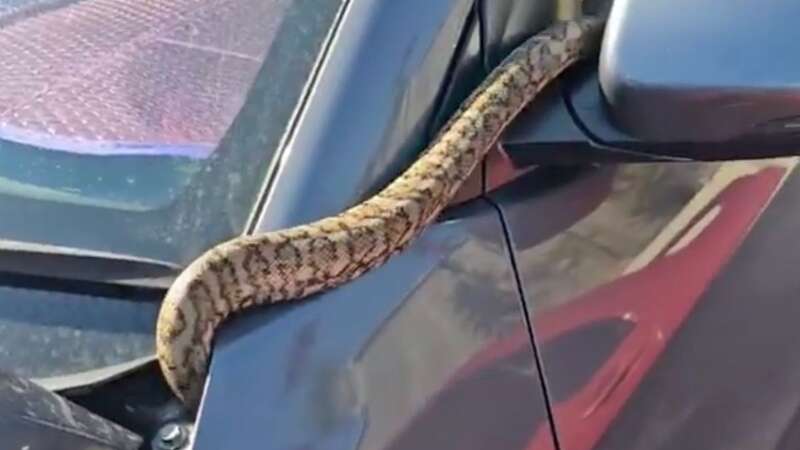 Horrifying moment unsuspecting driver finds giant python lurking in his car