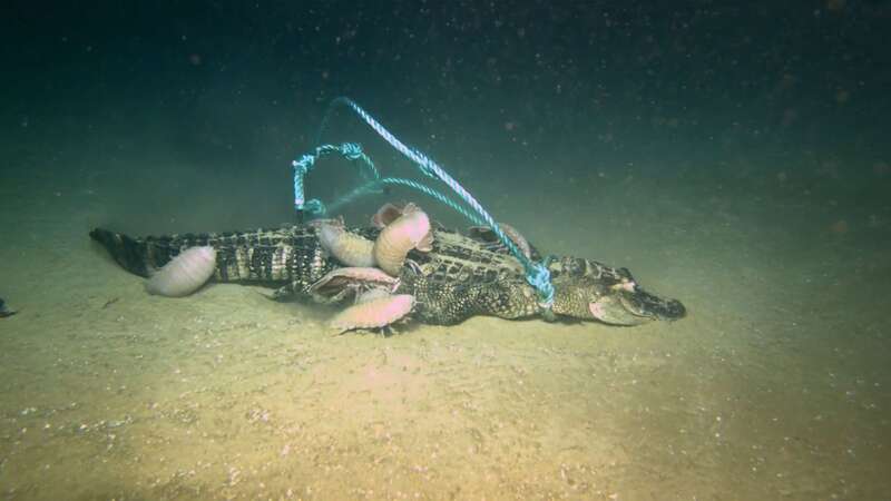 One of the alligators dropped by Louisiana scientists in the Gulf of Mexico (Image: Credit: Lumcon via Pen News)