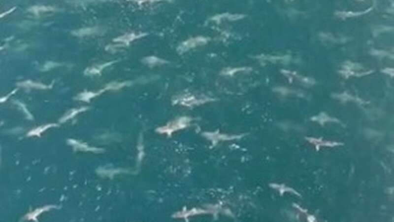 Terrifying moment more than 60 sharks swarm around oil rig worker