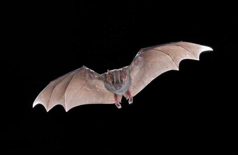 Bats could hold vital clues to beating cancer, study reveals