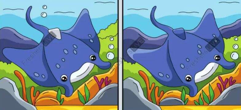 You have 20/20 vision if you can spot 10 differences between stingrays