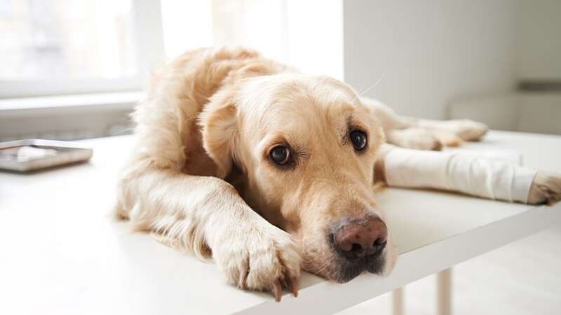 Dog owners are being urged to be patient with overly-licky pooches (stock photo) (Image: Getty)