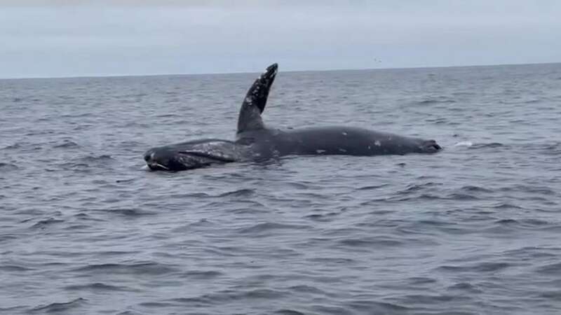 A remarkable natural phenomenon caused a dead whale to explode off the California coast in a moment captured on video (Image: ozzymansvideolicensing / Instagram)