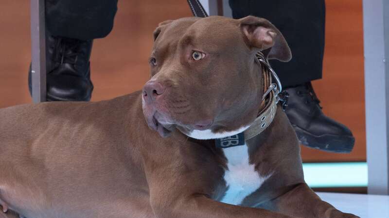 Jake Harris has organised a mass gathering of XL Bully owners in Birmingham (Image: S Meddle/ITV/REX/Shutterstock)