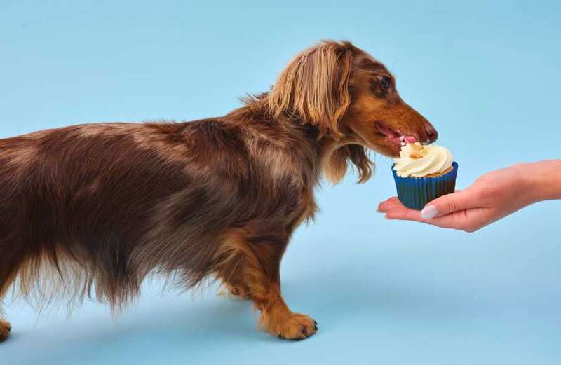 T&C’S Lola's Cupcakes and Pupcakes – full terms and conditions