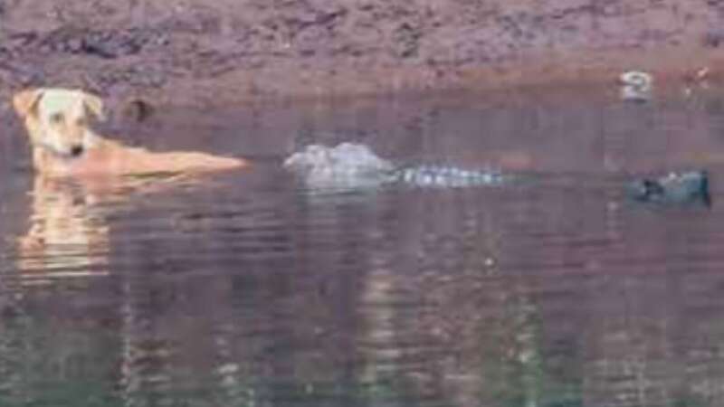 The crocodiles gently pushed the dog back to the riverbank (Image: Wildlife Information Liaison Development (WILD) Society /Journal of Threatened Taxa)