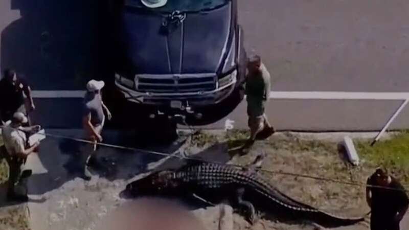 The alligator was 