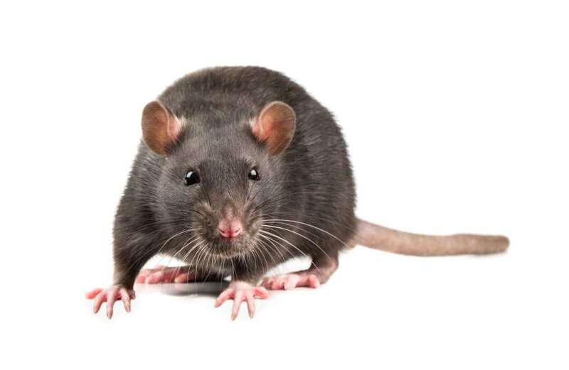 Terrifying news for Brits as WFH causes plague of 300m rats