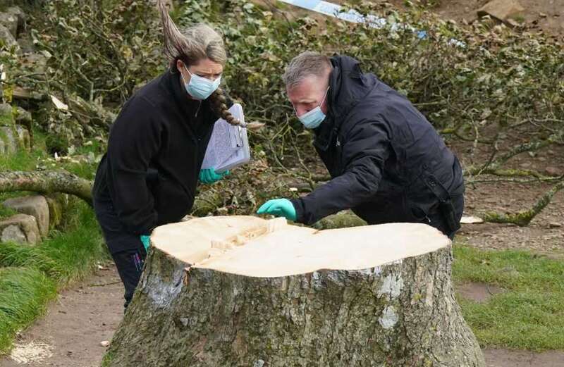 How Sycamore Gap's ‘DNA’ could unlock mystery of vandal feller