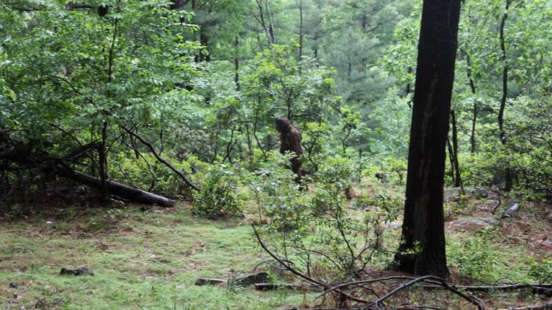 The Bigfoot pair were captured in the middle of the woods