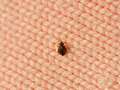 Warning over bed bug explosion in UK – five signs they have invaded your home