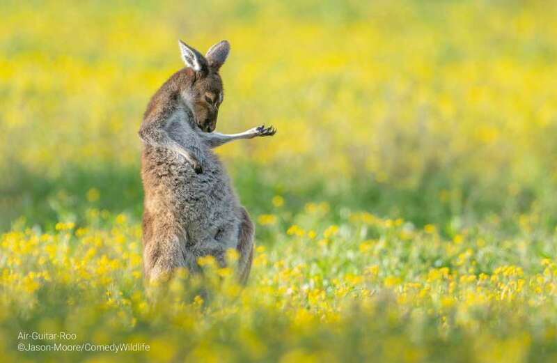 Kangaroo appears to play air guitar for Comedy Wildlife Photo Awards nomination