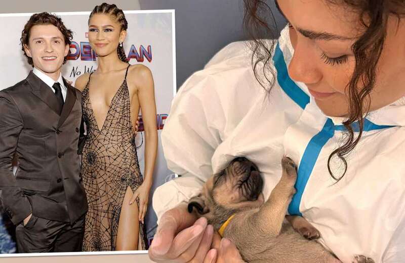 Zendaya shares sweet snap with pooch after visiting animal centre with Tom