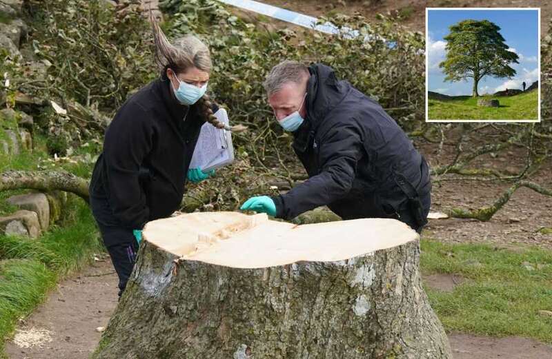 How 'chemical fingerprint' left on stump could unlock Sycamore Gap tree mystery