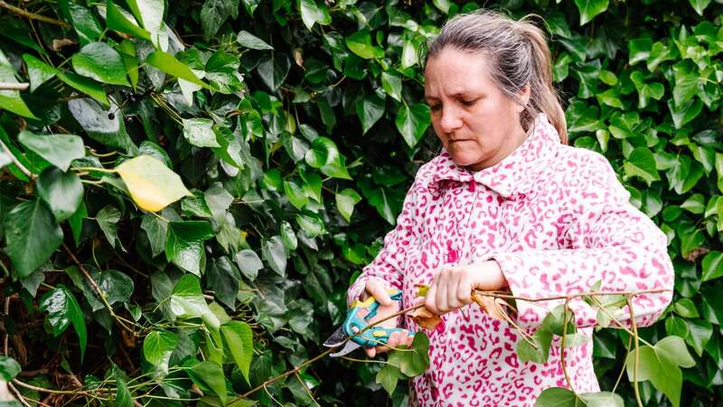 October is the ideal time for pruning some plants (stock image) (Image: Getty Images/Cavan Images RF)