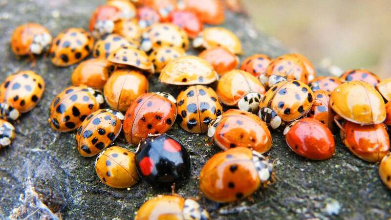 Some people have said ladybugs have 