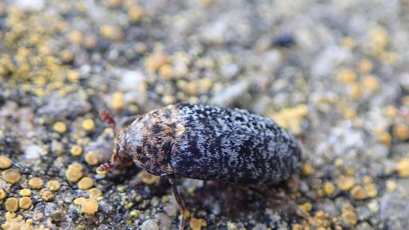 A rare "skin-eating" beetle has been found on an island on the UK coast (Image: George Tordoff /WALES NEWS SERVICE)