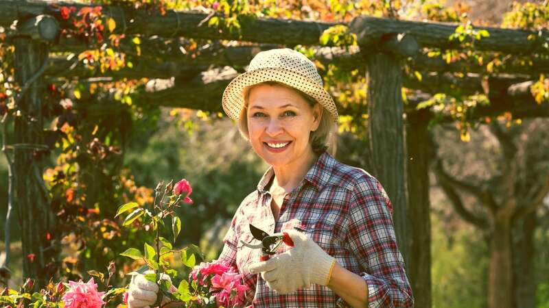 Pruning roses too late in the year can kill off new growth. (Stock Photo) (Image: shared content unit)