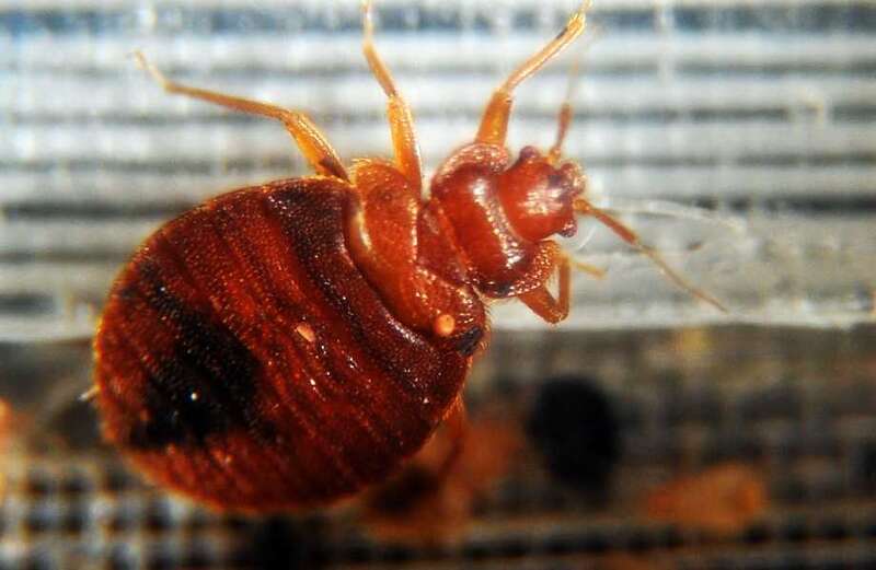 Bed bug invasion fears mount after dozens of flats in UK town swarmed