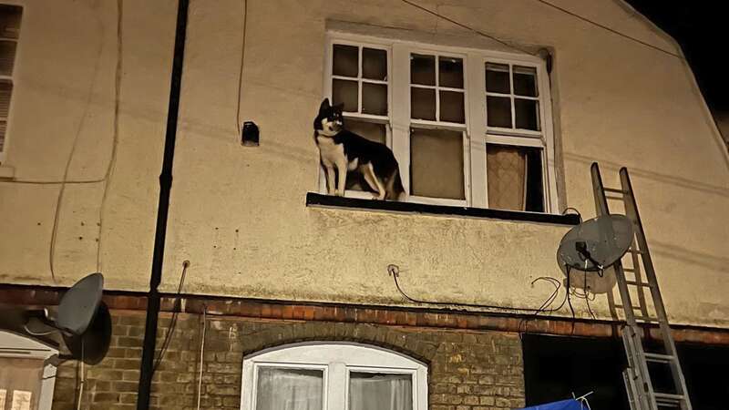 The dog pictured on the window ledge (Image: PA Media)