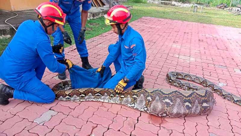 The seven-metre long snake had eaten a large goat, it is believed (Image: CEN)