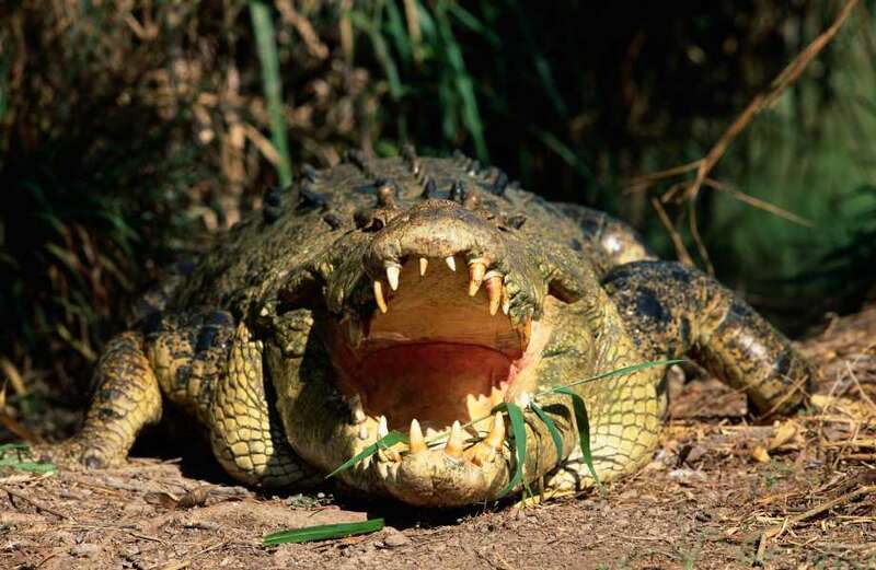 World’s crocodile attack capital where 450 people have been eaten alive