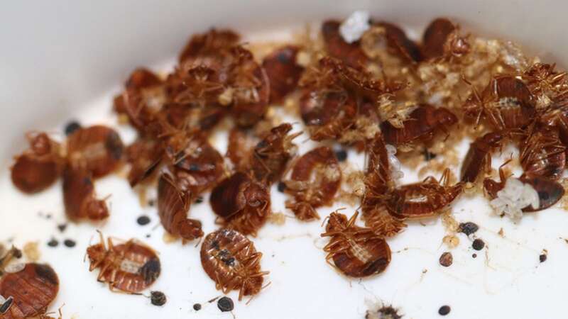 The French capital has reportedly been plagued by the pests (stock photo) (Image: Getty Images/iStockphoto)