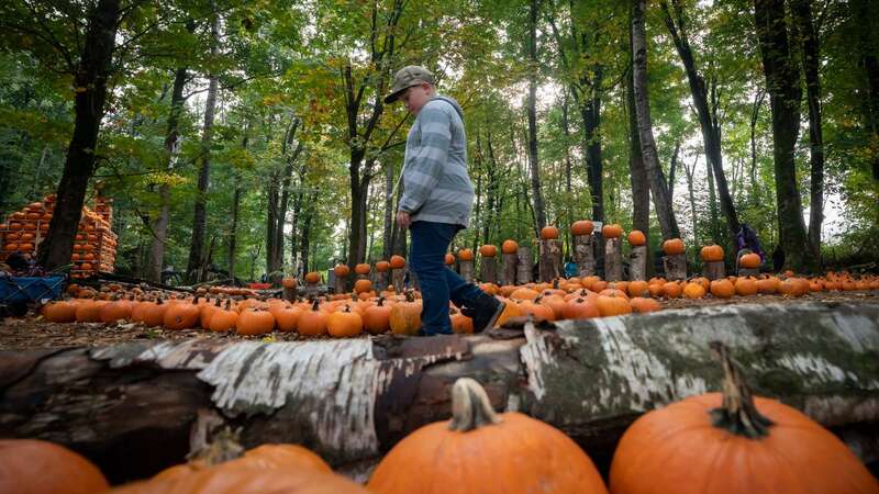 Pumpkin picking isn