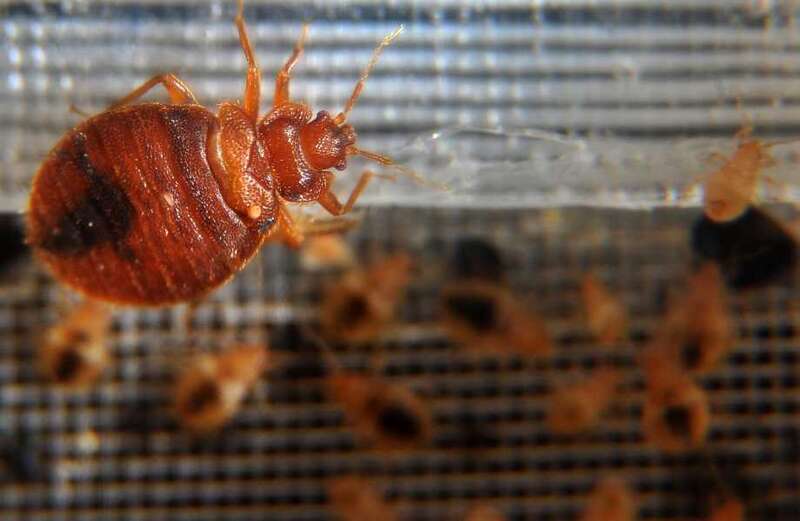 Cleaning experts have revealed one weakness to bed bugs - high temperatures