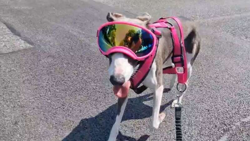 Incredible moment woman on roller skates towed by her hero whippet guide dog