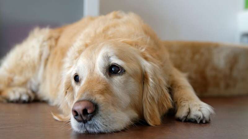 Dogs have excellent hearing, so loud bangs can cause them to startle (stock photo) (Image: Getty Images/Westend61)