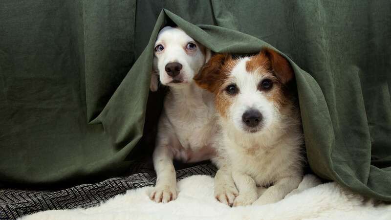 Many dogs are terrified of fireworks because they can hear twice as many frequencies than humans (Image: Getty Images/iStockphoto)