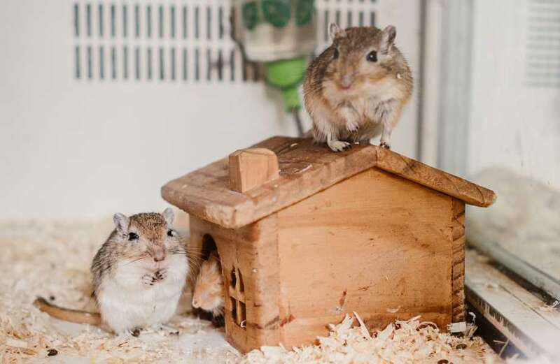 From purring gerbils to obsessed cats - your pet queries answered