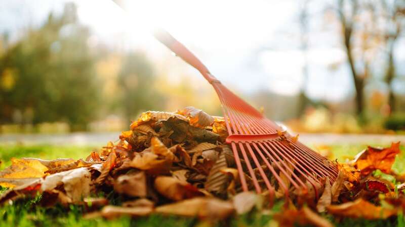 Fallen leaves can cause problems to lawns in the Autumn. (Stock Photo) (Image: Getty Images/iStockphoto)