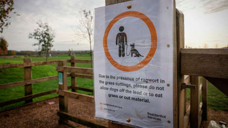 A ragwort warning sign at Merlin Park, in Hucknall (Image: Joseph Raynor/ Nottingham Post)