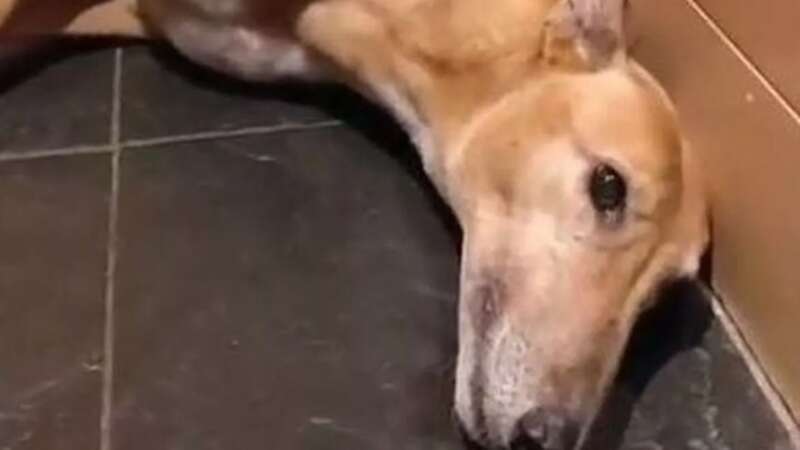 Heartbreaking moment dog found shaking uncontrollably after fireworks display