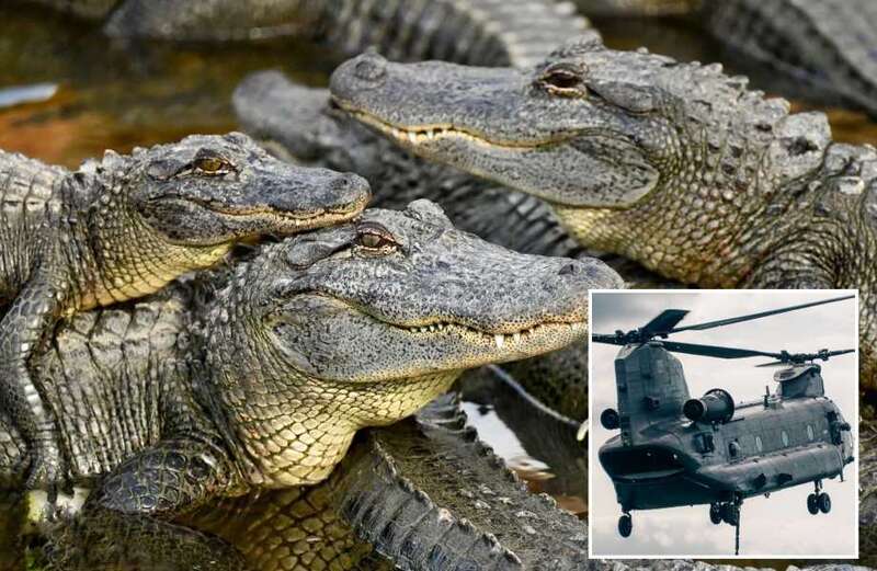 The female crocs will now use soil and rotting vegetables to incubate their eggs