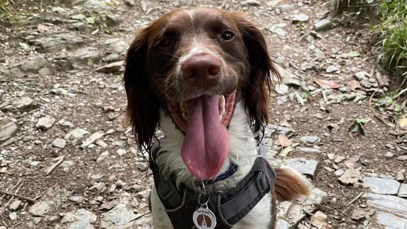 Hero dog Daisy took it upon herself to save Mowgli (Image: Calweton Veterinary Group/CornwallLive)