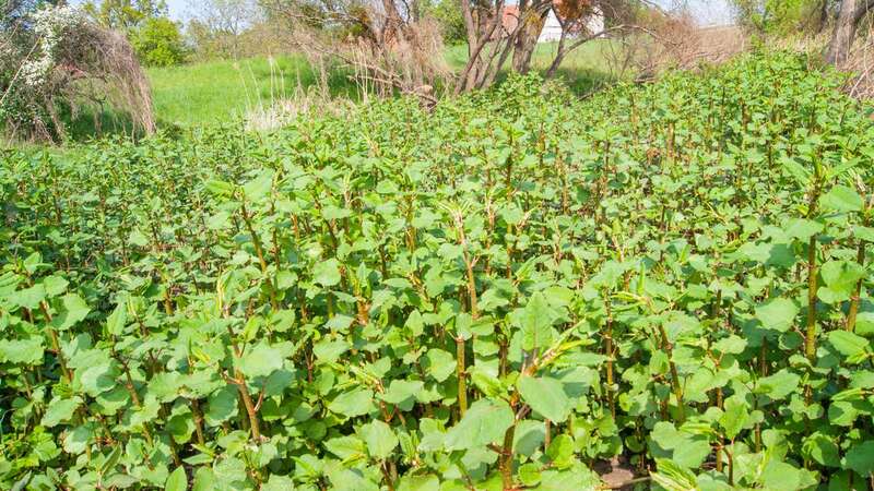 Japanese knotweed can be a problem for home buyers (Image: Getty Images/iStockphoto)