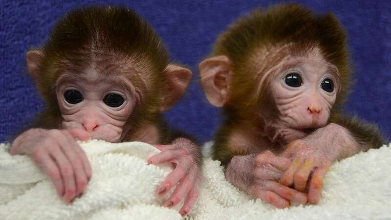 The monkeys have human cells (Image: PA)