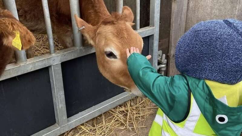 A calf being petted at Amerton Farm in Staffordshire, where intruders slaughtered three of the animals overnight