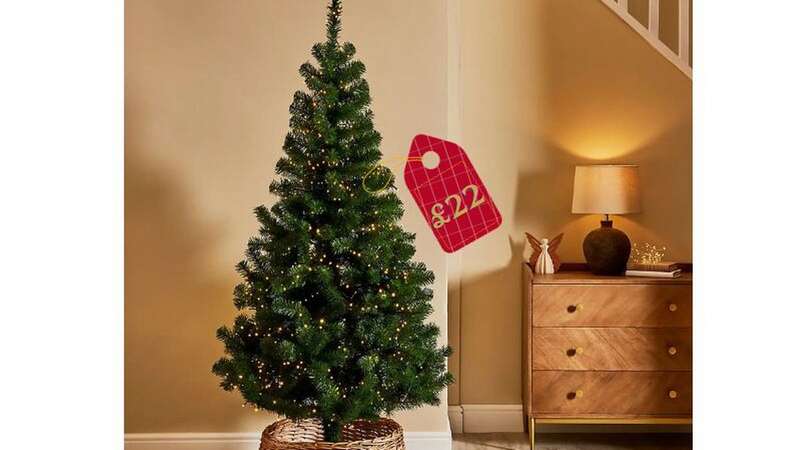 Best Christmas tree bargains for the festive season