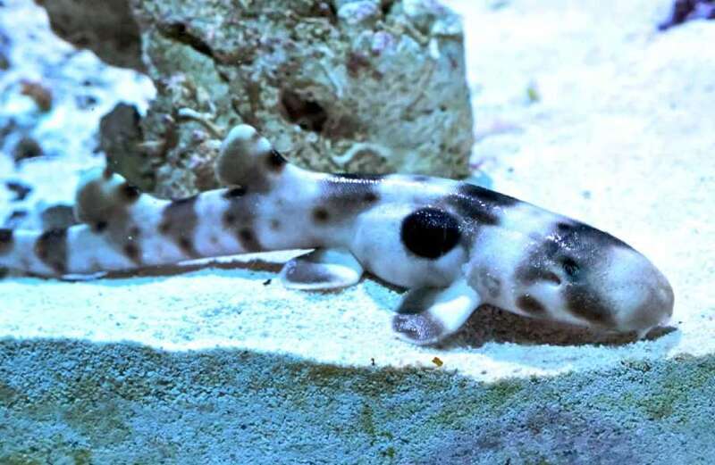 The miracle shark is healthy and ready to go on display